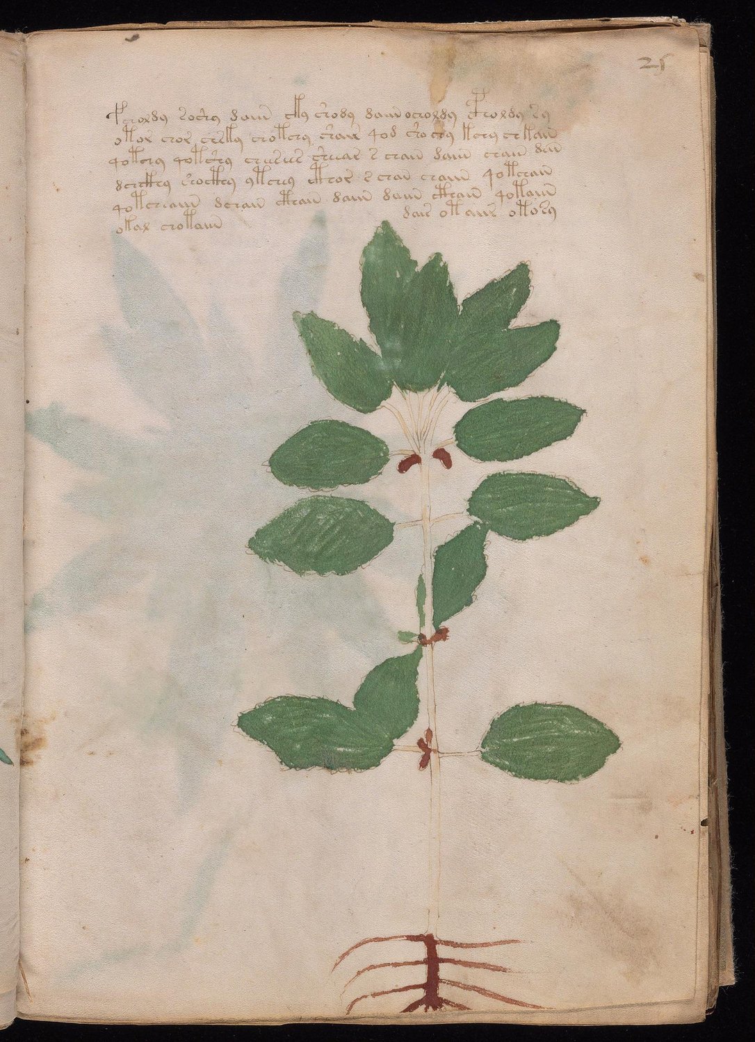 Herbal Page 47